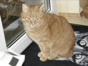 vermisste Tiere Der Kater Bernie wurde vermisst. Durch die gemeinsame Suche mehrerer Tierkommunikatorinnen, entstand die Idee eines Bundesverbandes.
